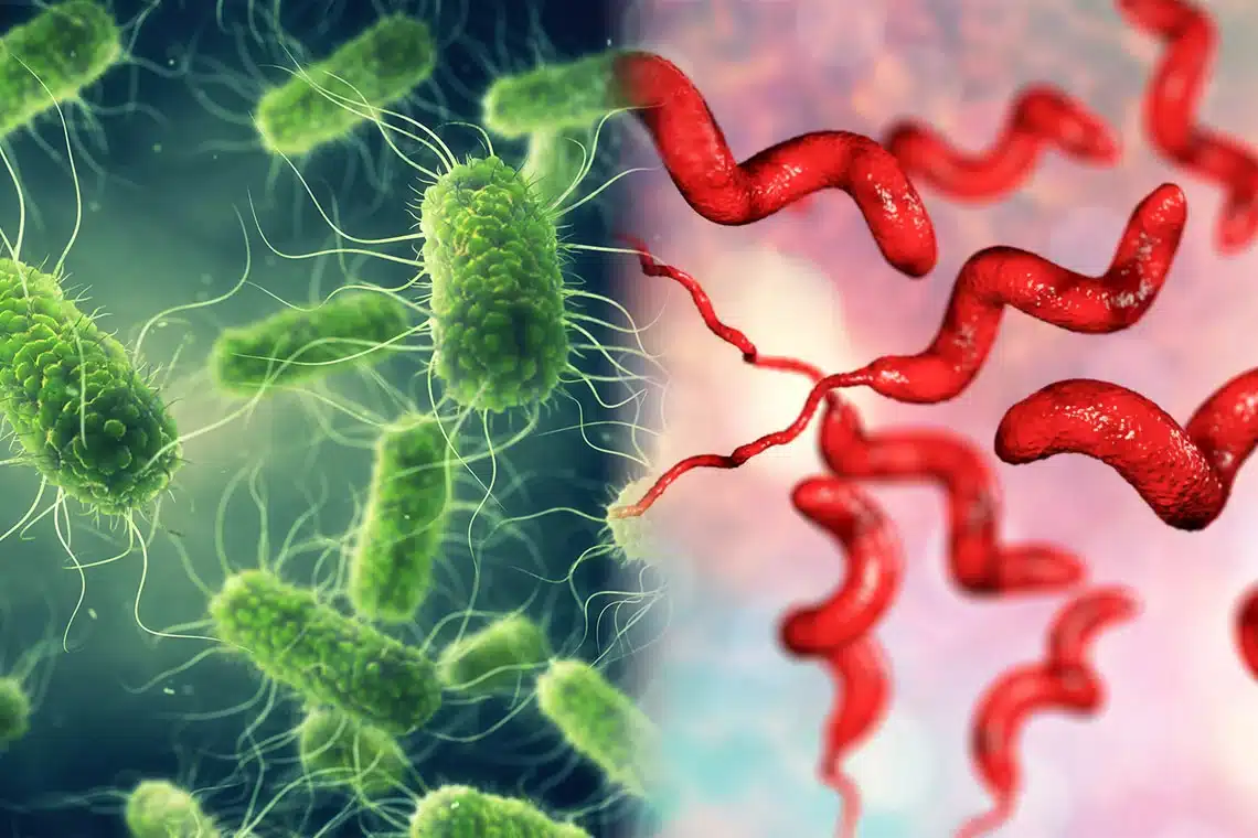 Salmonella and Campylobacter bacteria